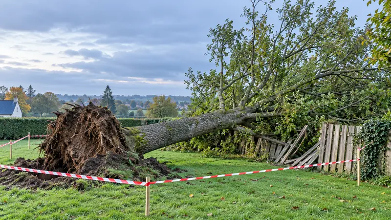 Arbre dangereux